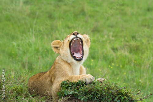 yawning lion cub laying on a grass