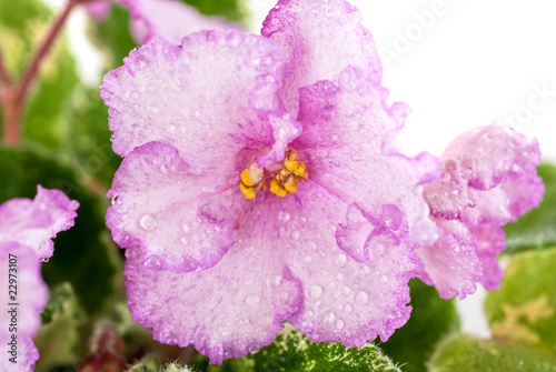 violet flower