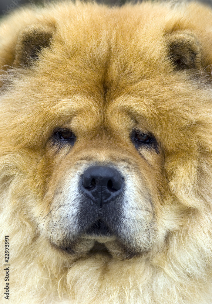 Chow-chow Chow-chow