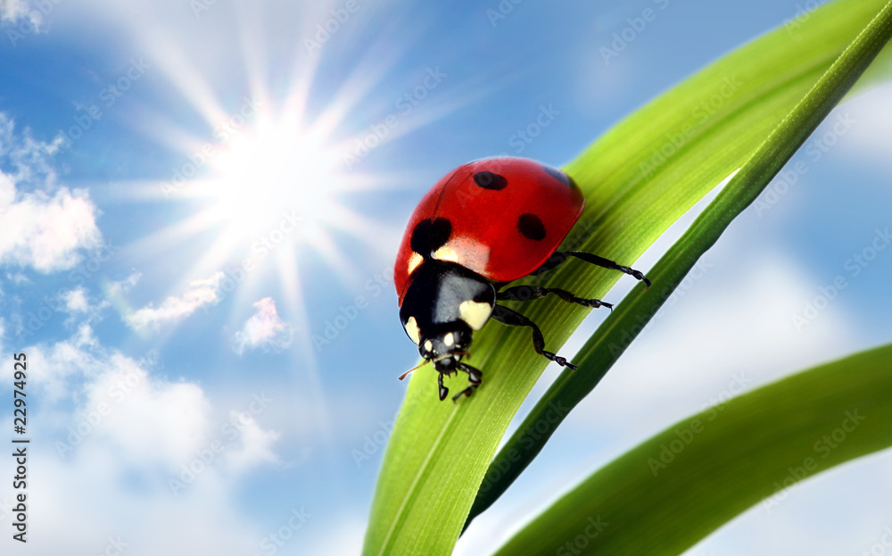 Ladybird Ladybird