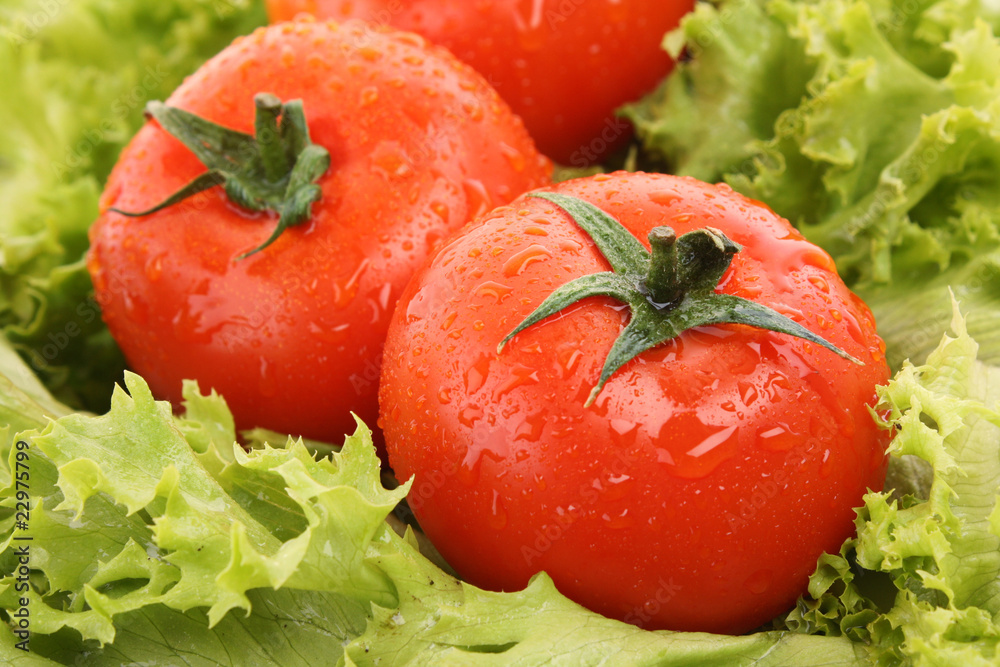 red tomato vegetables on the green salad background red tomato vegetables on the green salad background