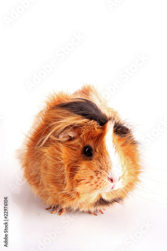funny brown cavy on white background