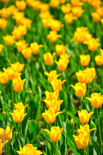 Many tulips