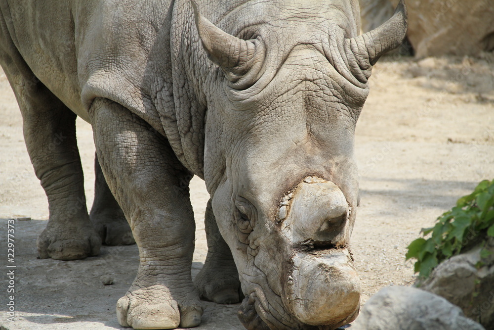 Obraz premium rinoceronte