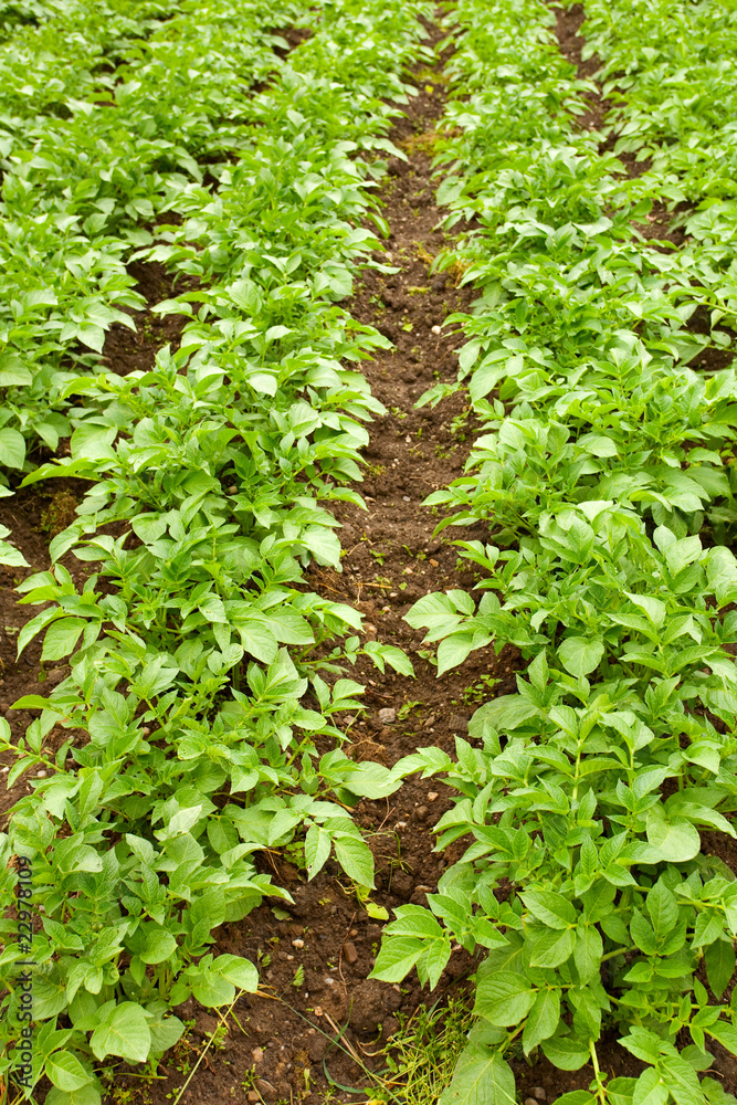Obraz premium Potatoes field