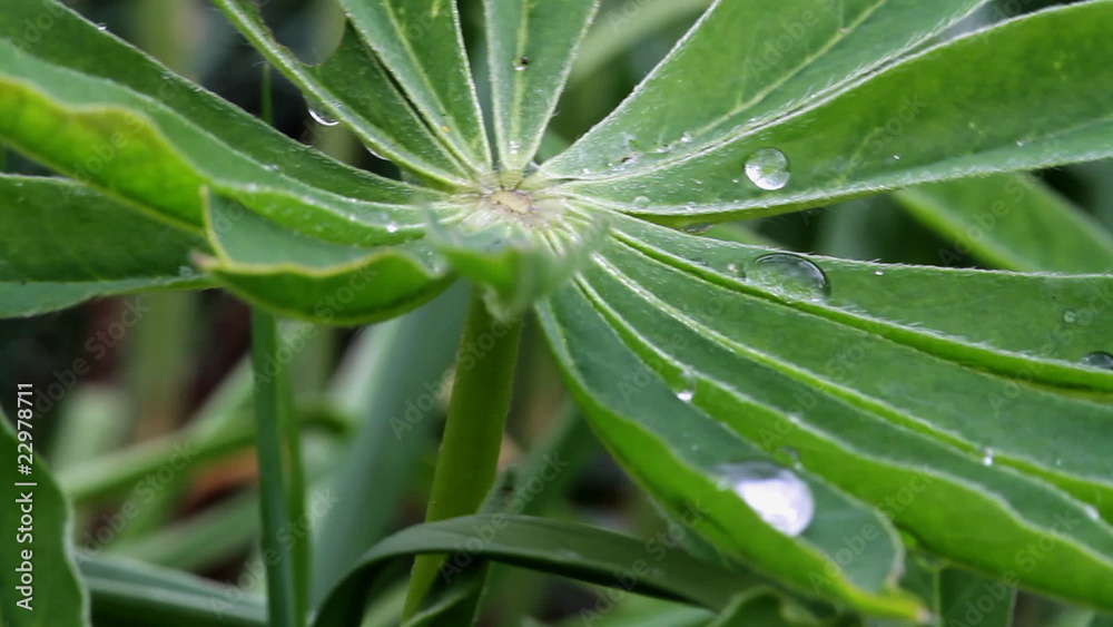 Dew drops Dew drops