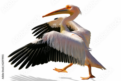 walking pelican