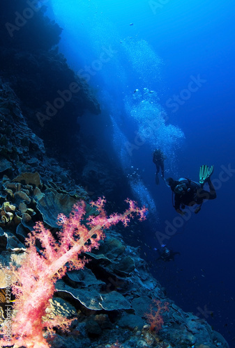 pink soft coral and scuba divers in background