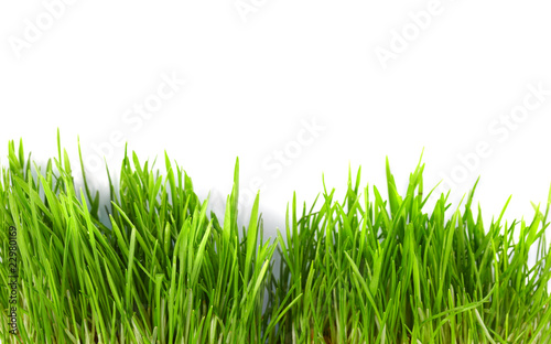 grass green