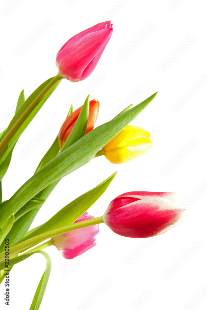 colorful Dutch tulips over white background colorful Dutch tulips over white background