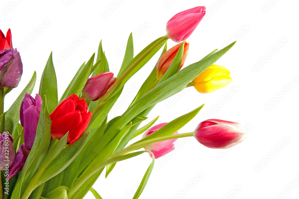 colorful Dutch tulips over white background colorful Dutch tulips over white background