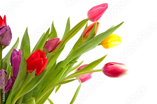 Fototapeta Naklejka Na Ścianę i Meble -  colorful Dutch tulips over white background