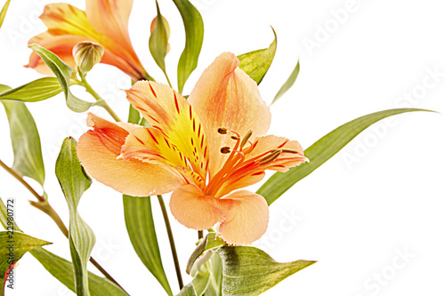 Yellow lily isolated on white