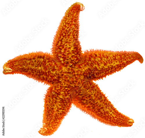 red starfish close up