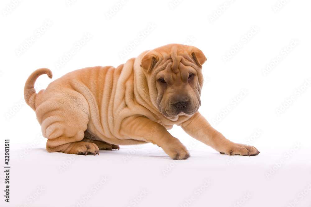 Shar Pei vor weißem Hintergrund Shar Pei vor weißem Hintergrund