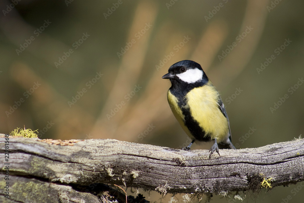 Obraz premium Great Tit
