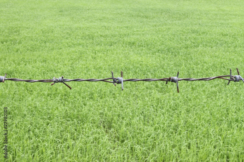young jasmine rice field protected by barbed wire young jasmine rice field protected by barbed wire