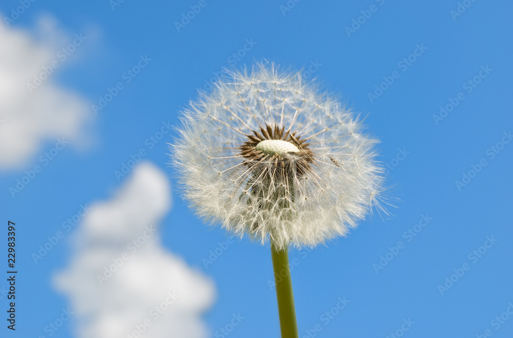 dandelion