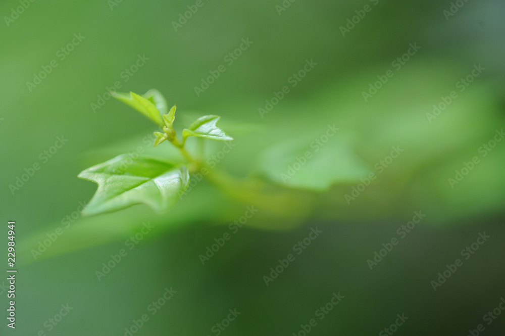 LEAF LEAF