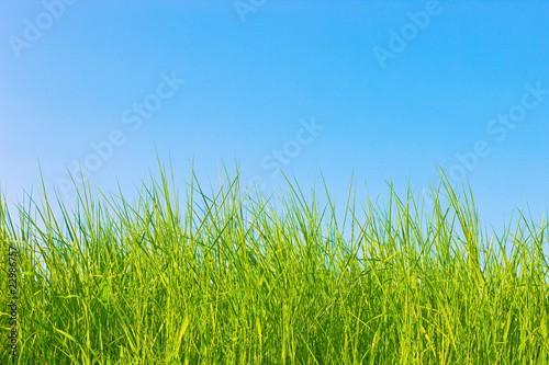 Healthy grass