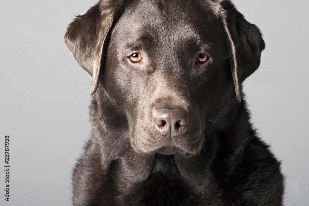 Handsome Chocolate Labrador against Grey Background Handsome Chocolate Labrador against Grey Background