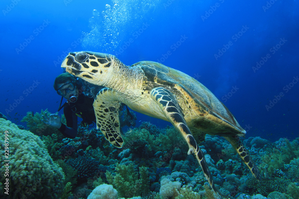Fototapeta premium Hawksbill Turtle with Scuba Diver