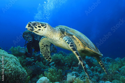 Hawksbill Turtle with Scuba Diver