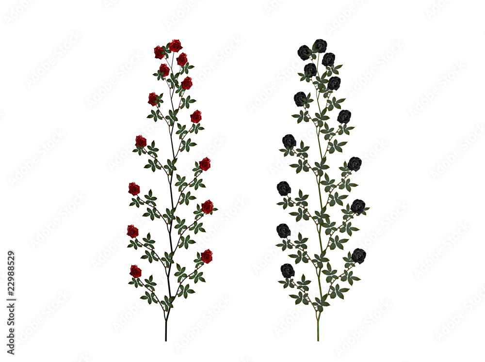 Red and black rose