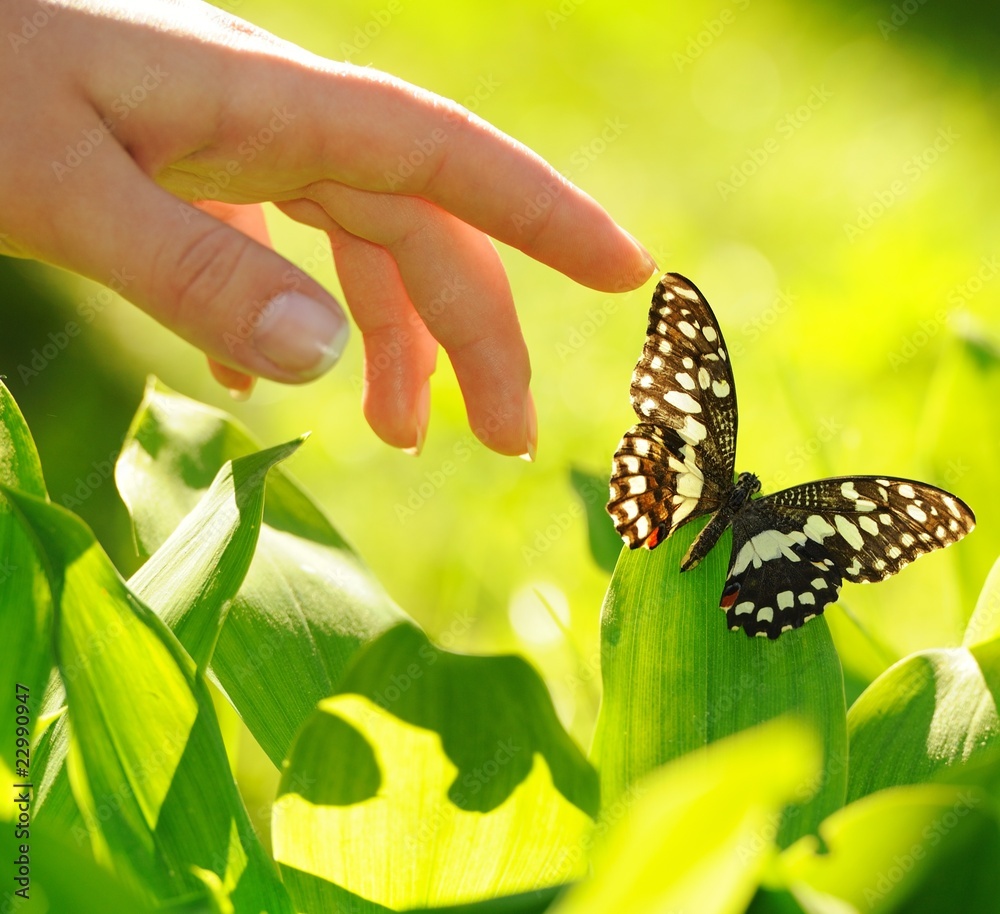 Obraz premium Human hand and beautiful butterfly