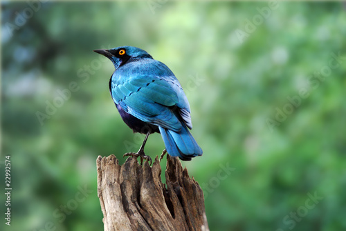 uccello nel parco Ghobe