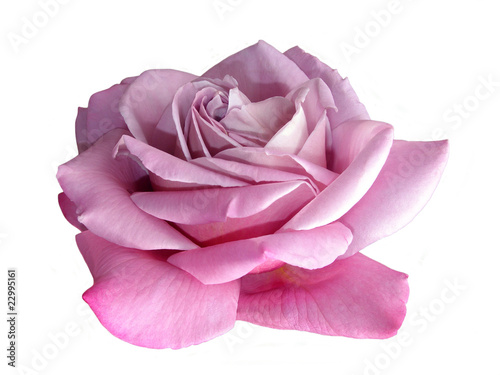 Lilac rose photo