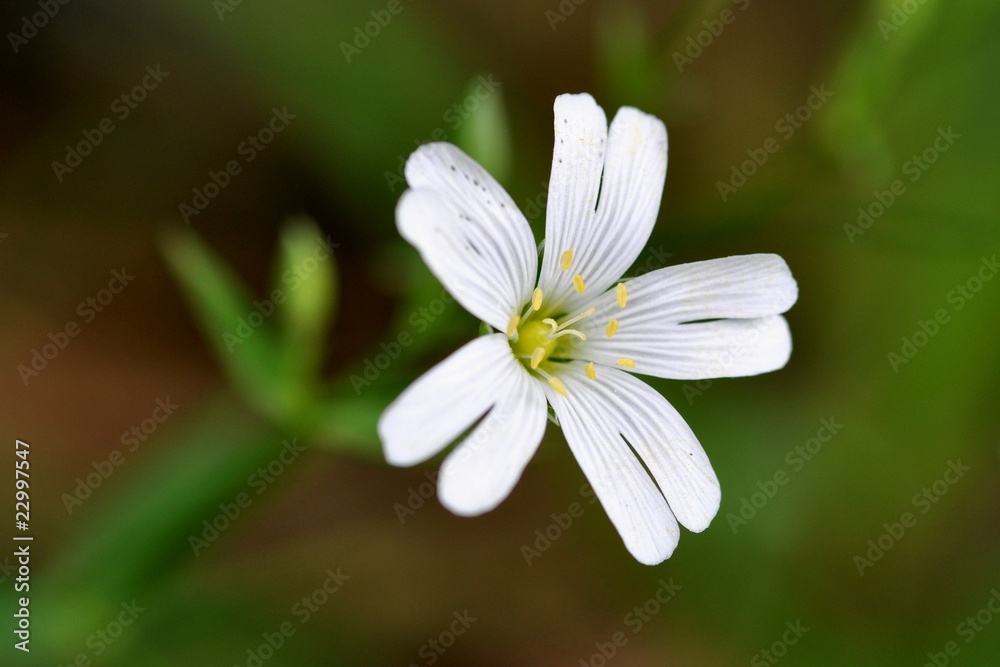Flower 2
