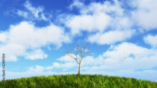 Growing tree on sunny hill.