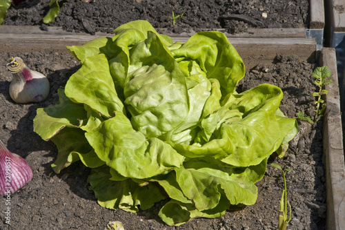 Fotografie potager : laitue horz
