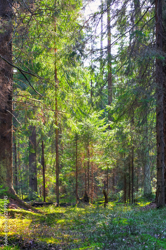 Summer forest in sunny weather