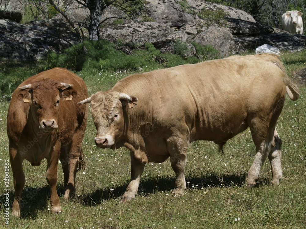 Toro y ternero en la provincia de Madrid Toro y ternero en la provincia de Madrid