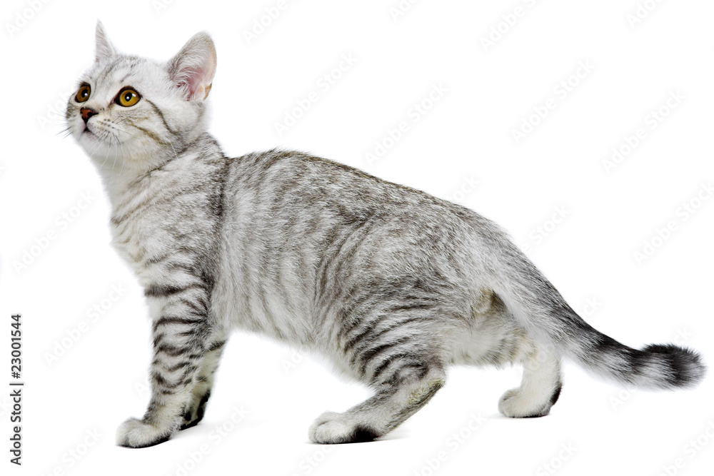 gray british kitten