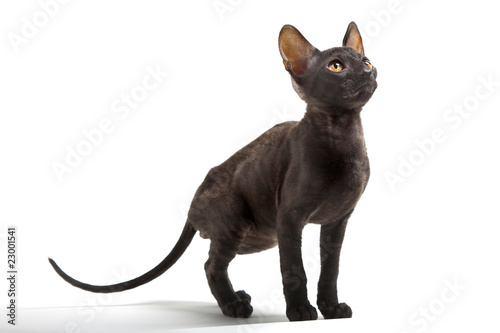 Fotografie Cornish Rex