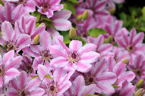 Pink Clematis Nelly Moser