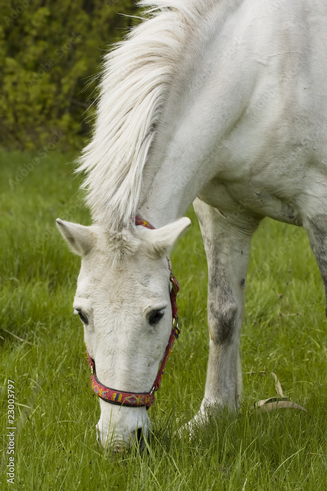 Fototapeta premium White horse in a pasture
