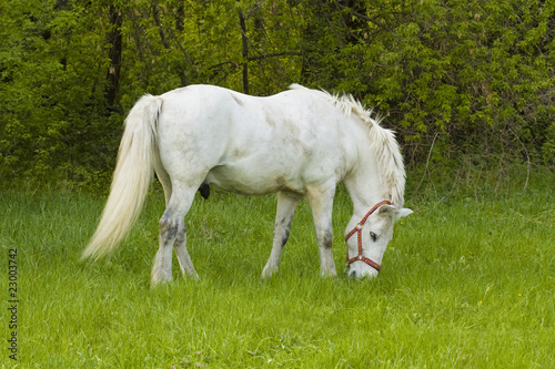 White horse in a pasture
