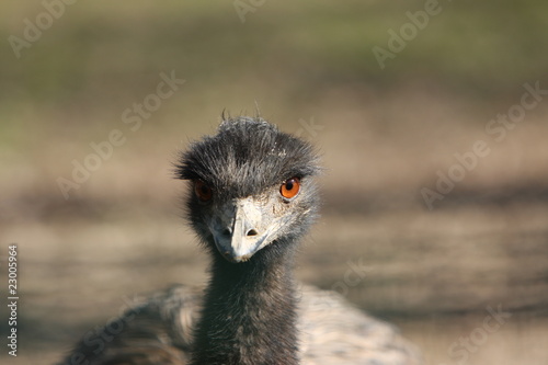 Close-up of a Emu's Head