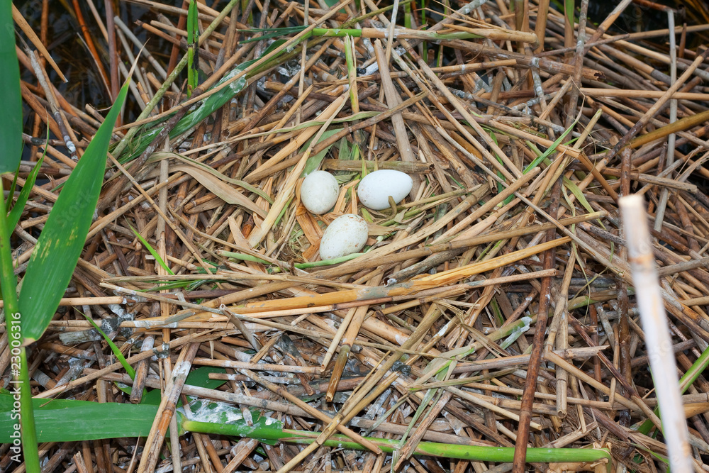 spoonbill (Platalea leucorodia) nest with eggs spoonbill (Platalea leucorodia) nest with eggs