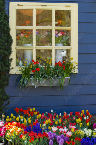 Fototapeta Naklejka Na Ścianę i Meble -  Window with colorful flowers in spring