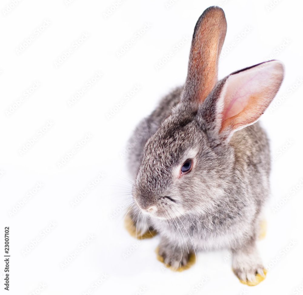 Obraz premium Rabbit