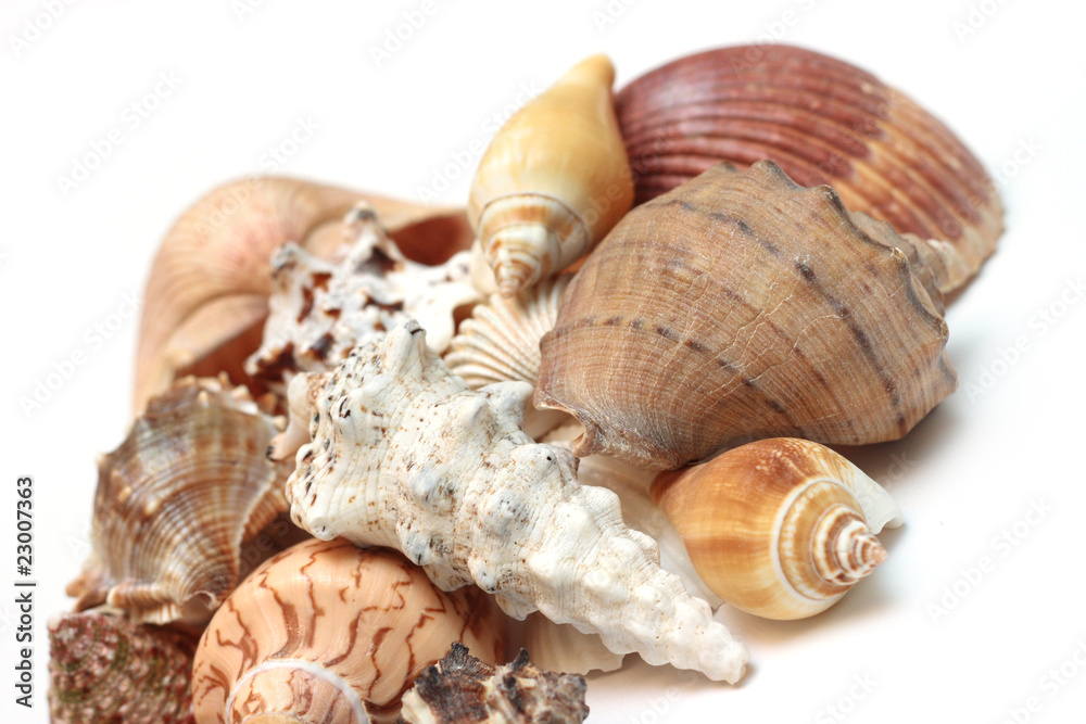shell shell