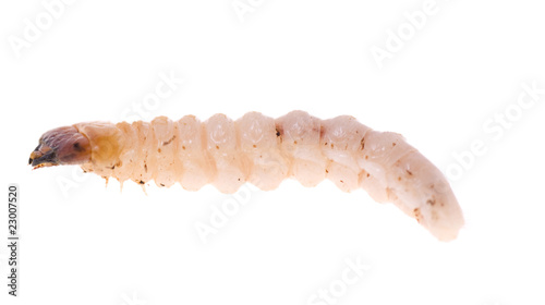 woodworm