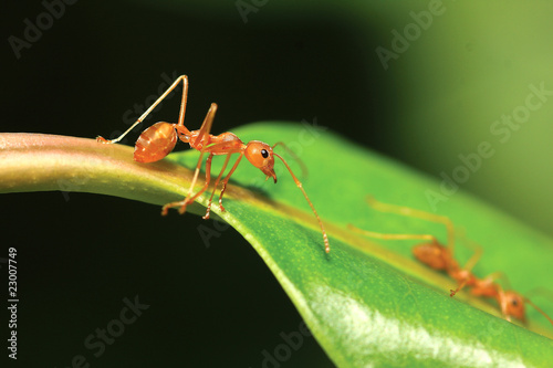 ant and leaf © rufous