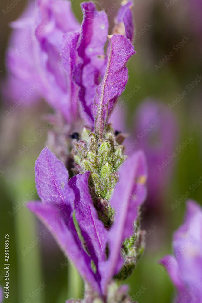 Obraz premium Lavendel