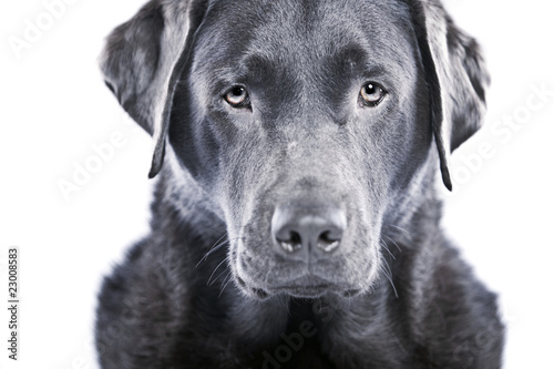 Strong Labrador against White Background